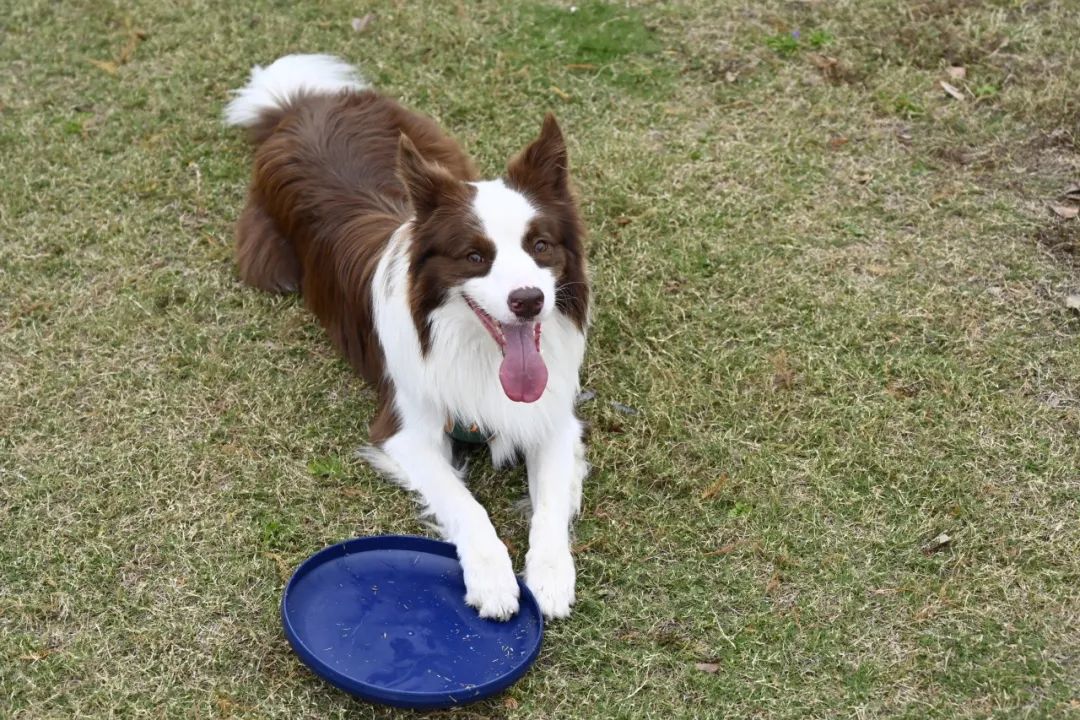 V&aacute; acampar com Canlon